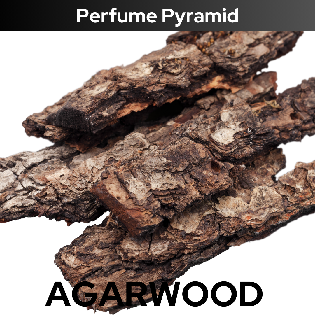 Wooden Oud — Inspired by Oud wood